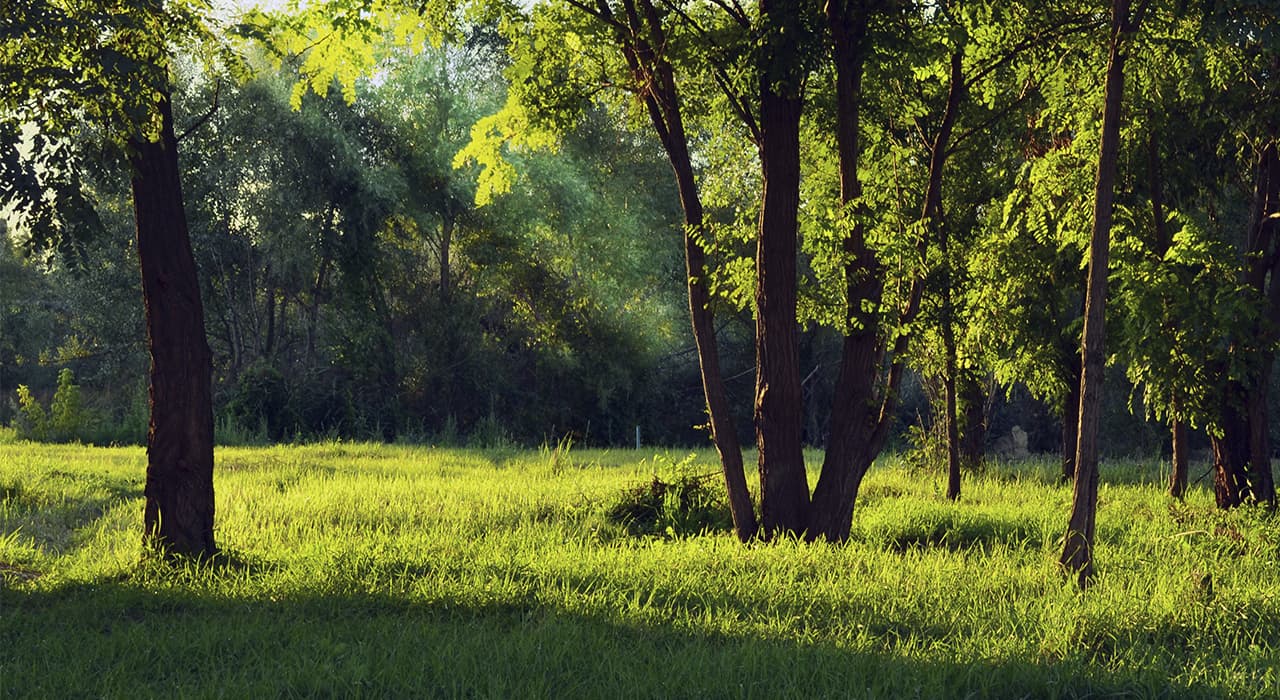 How to protect yourself in the forest from a wild animal?