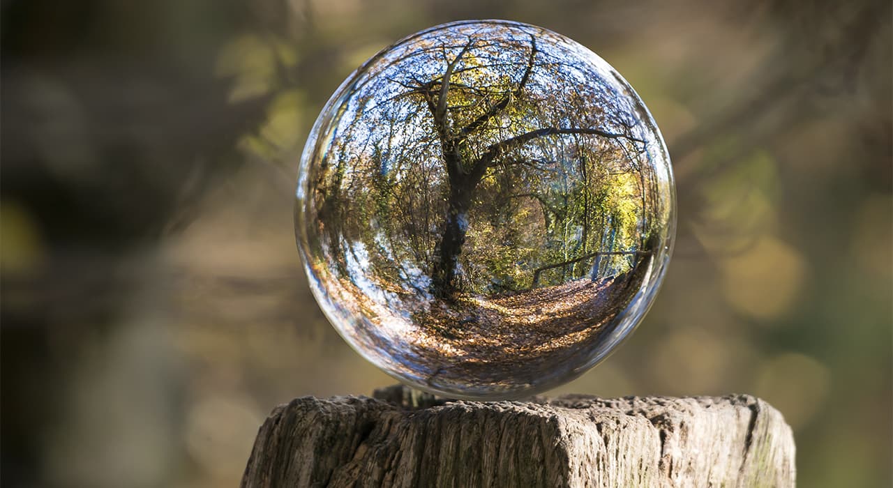 How can everyone help to preserve forests?