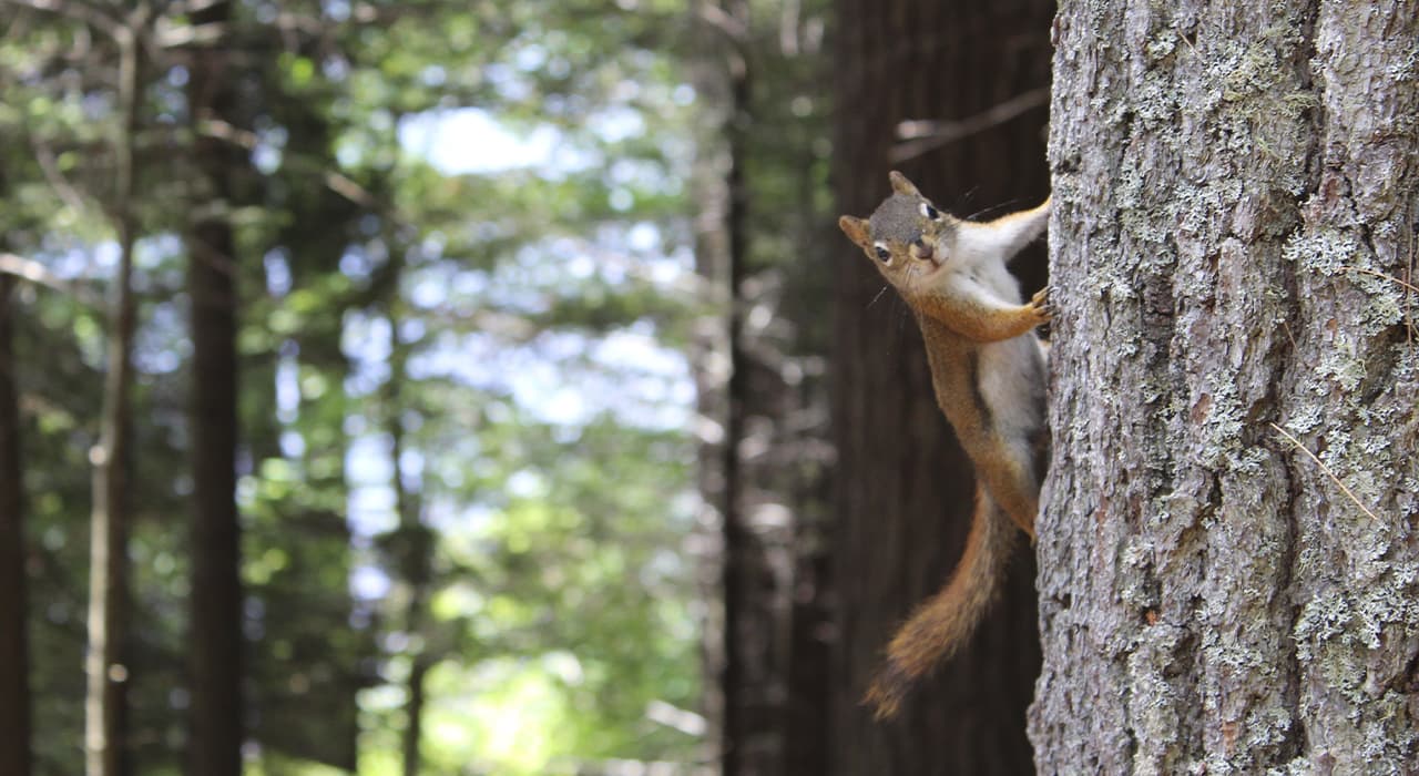 Environmental problems of forest areas