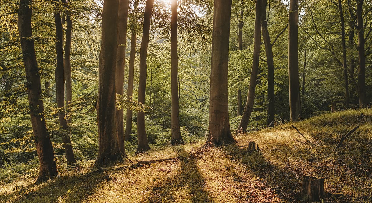 Protection of forests from fires and damage