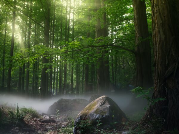 How to protect the forest, rules of conduct in the forest