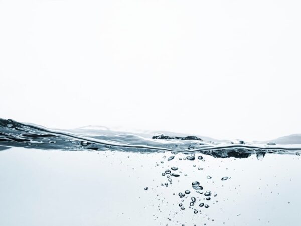 Water is Life: The Critical Link Between Florida’s Aquifer and Forest Health