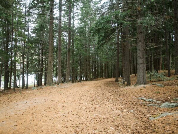 The Critical Role of Forests in Carbon Sequestration and Climate Change Mitigation