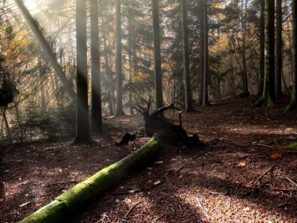 Protecting Unique Wildlife: Conservation Efforts in Forested Areas