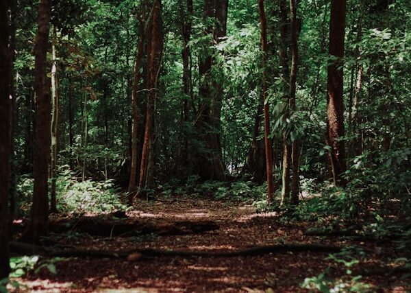 The Role of Social Media in Raising Environmental Awareness