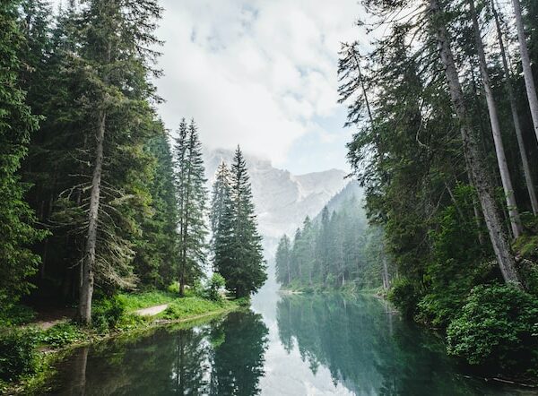 Forests in Peril: Understanding the Environmental Dangers They Face