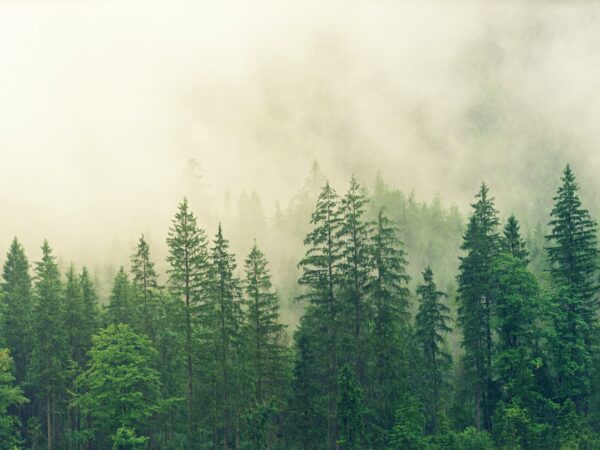 The forest game. Slot with a forest theme in online casinos